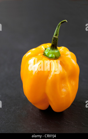 Scotch Bonnet Chili Pepper Stockfoto