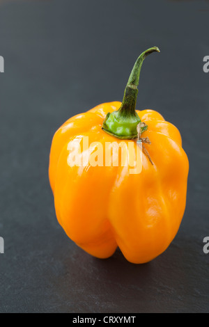 Scotch Bonnet Chili Pepper Stockfoto