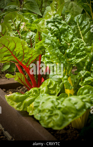 Chard, Vielfalt Helle Lichter wachsen in einem Hochbett in einer britischen Zuteilung. Stockfoto