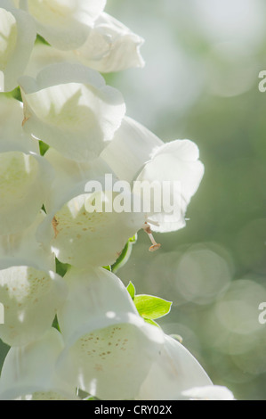 Closeup soft Focus Digitalis purpurea ‘Alba’ kennt einen weißen Fuchshandschuh. Stockfoto