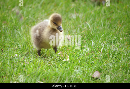 Nahaufnahme von junge Graugänse Gosling auf Rasen. Stockfoto