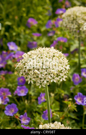 Weiße Allium, die in einem York-Garten mit purpurner Geranium gepflanzt sind, wächst rozanne. VEREINIGTES KÖNIGREICH Stockfoto