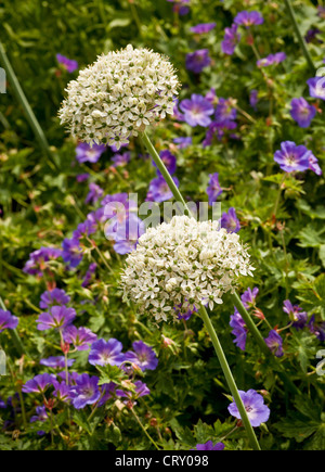 Weiße Allium, die in einem York-Garten mit purpurner Geranium gepflanzt sind, wächst rozanne. VEREINIGTES KÖNIGREICH Stockfoto