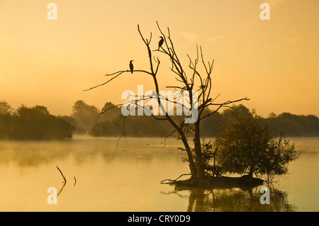Kormorane ruht auf einem versunkenen Baum im Morgengrauen Attenborough Natur reservieren aufgearbeiteten Kiesgruben Stockfoto