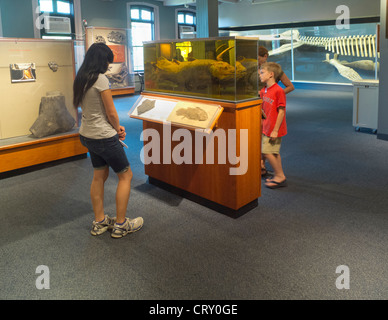 Harvard Museum of Natural History in Boston MA Stockfoto