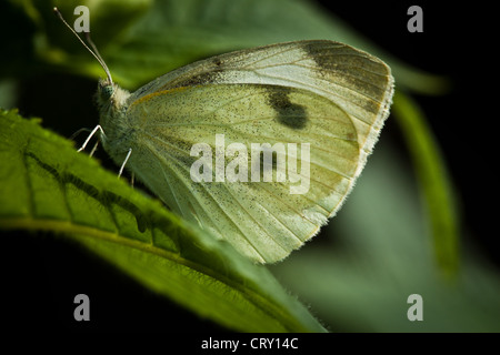Artogeia Rapae, Inniswood Metro Gärten, Westerville, Ohio. Stockfoto