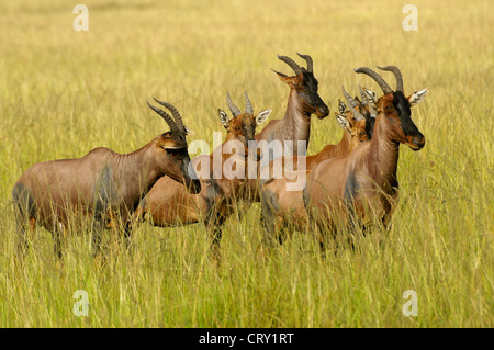 Gruppe von Topi in langen Rasen, Masai Mara, Kenia Stockfoto