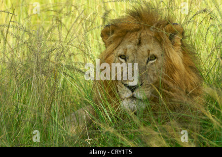 Porträt von männlichen Löwen in langen Rasen, Masai Mara, Kenia Stockfoto