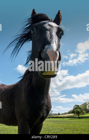 Schwarzes Pferd genommen von unten zeigt Schnauze & wallender Mähne Stockfoto