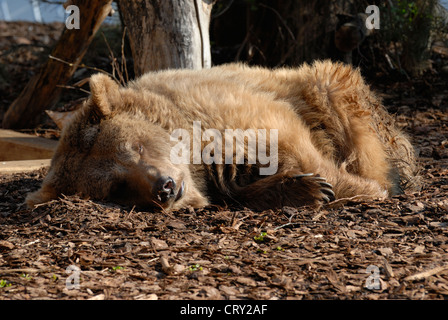 Berlin, Deutschland. Europäischer Braunbär (Ursus Arctos) auf dem Gelände des Museums Markische gehalten Stockfoto