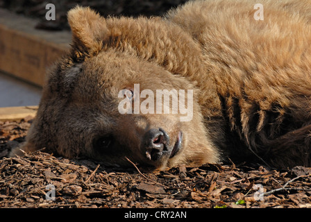 Berlin, Deutschland. Europäischer Braunbär (Ursus Arctos) auf dem Gelände des Museums Markische gehalten Stockfoto