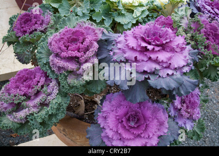 Bett aus ornamentalen Kohl Blütenpflanzen in der Redbery Buchhandlung. Kabel Wisconsin WI USA Stockfoto