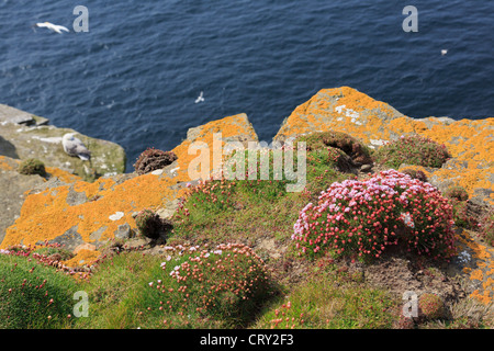 Sparsamkeit Meer rosa Blüten auf Seacliffs mit gelben Flechten auf Felsen im Sommer. Noupe Kopf Westray Insel Orkney Inseln Schottland, Vereinigtes Königreich Stockfoto