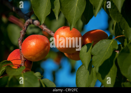 Reife Aprikosen wachsen auf einem Ast unter den grünen Blättern Stockfoto
