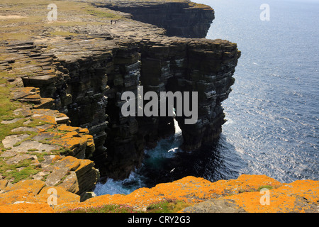 Blick auf den dramatischen Seacliffs mit Kolonie von Seevögeln nisten auf Felsvorsprüngen an Noupe Kopf Westray Insel Orkneyinseln Schottland UK Stockfoto