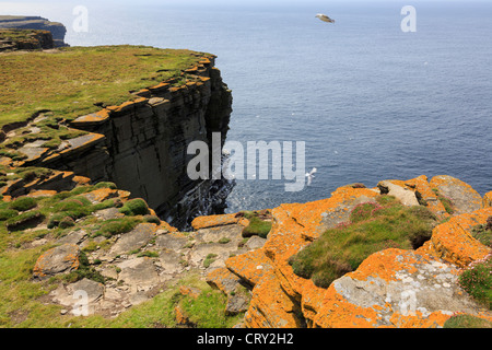 Blick auf dramatische Seevögel mit Kolonie von Seevögeln, die auf Felsvorsprüngen im Noup Head RSPB Reserve nisten. Westray Island Orkney Islands Schottland Großbritannien Stockfoto