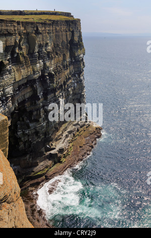 Blick auf den dramatischen Seacliffs mit Kolonie von Seevögeln nisten auf Felsenleisten an Noupe Kopf Westray Insel Orkneyinseln Schottland UK Stockfoto