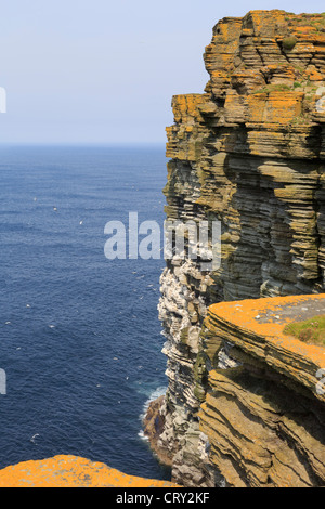 Blick auf dramatische Seevögel mit Seevögel-Kolonie Felsvorsprünge bei Noup Head Westray Island Orkney Islands Schottland Großbritannien Stockfoto