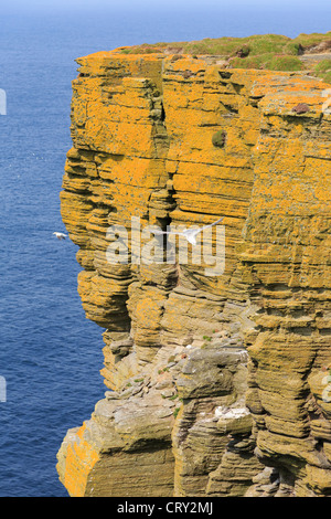 Gelbe Flechten auf felsigen Seacliffs mit Seevögeln nisten auf Felsenleisten an Noupe Kopf Westray Insel Orkneyinseln Schottland UK Stockfoto