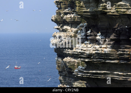 Mit Blick auf die dramatischen Seeklippen Kolonie von Tölpeln nisten auf Vorsprünge im Frühsommer am Noup Head Westray Insel Orkney Inseln Schottland Großbritannien Stockfoto