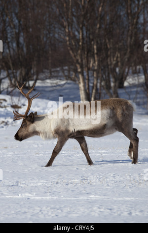 Rentier im Schnee in arktischen Landschaft am Kvaløysletta, Kvaloya Insel Tromsö in Nordnorwegen Polarkreis Stockfoto