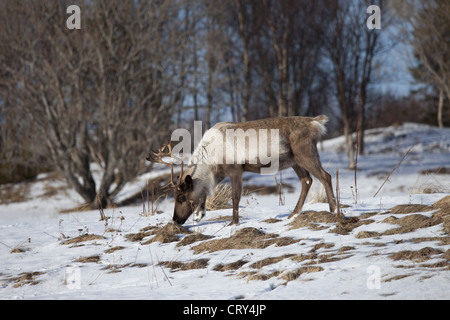 Rentiere Weiden in den Schnee in arktischen Landschaft am Kvaløysletta, Kvaloya Insel Tromsö in Nordnorwegen Polarkreis Stockfoto