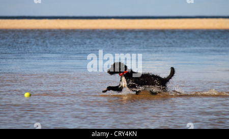 Zwergpudel jack Russell Terrier Kreuz Stockfoto