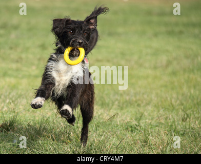 Zwergpudel jack Russell Terrier Kreuz Stockfoto