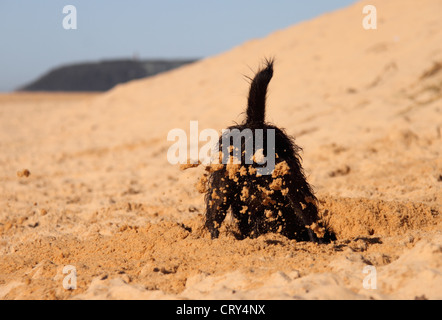 Zwergpudel jack Russell Terrier Kreuz Stockfoto