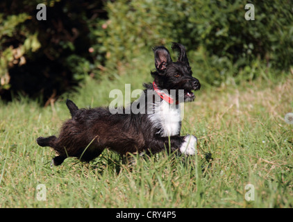 Zwergpudel jack Russell Terrier Kreuz Stockfoto