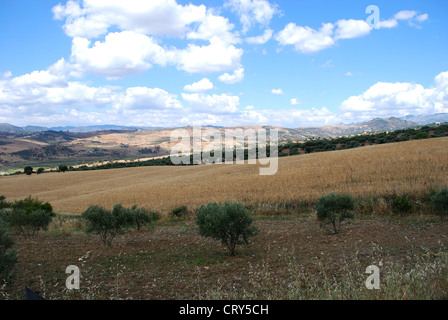 Blick über Weizenfelder in Richtung der Berge in der Nähe von Rio Gordo, Region Axarquia, Andalusien, Spanien, Westeuropa. Stockfoto