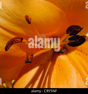 Der mittlere Teil des Tiger Lily, Costa Del Sol, Malaga Provinz, Andalusien, Spanien, Westeuropa. Stockfoto