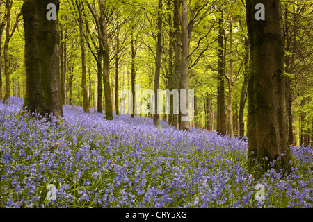 Delcombe Wood und ein schöner Teppich der Glockenblumen in Dorset, England, UK. Stockfoto