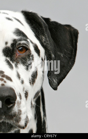 Dalmatinischen Canis Lupus familiaris Stockfoto