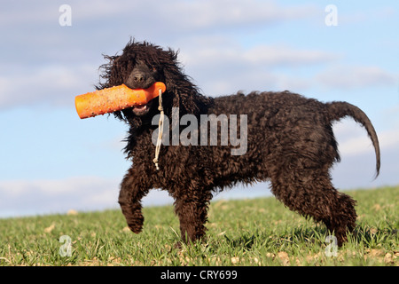 Irish Water Spaniel Erwachsenen Abrufen von dummy Stockfoto