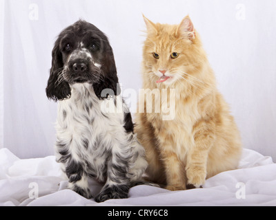 Englisch Cocker Spaniel Canis Lupus familiaris Stockfoto