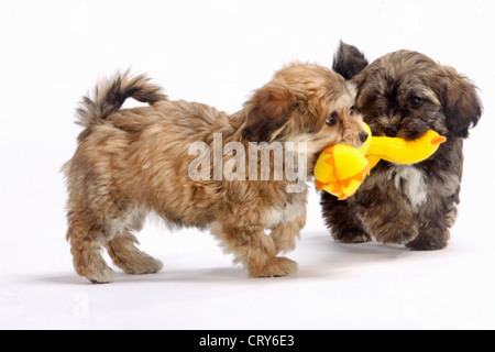 Havaneser Canis Lupus familiaris Stockfoto