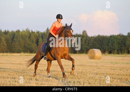 Junge Frau Reiter auf eine bayerische Warmblut Pferd im Galopp über eine Stoppel Feld-Model-Release verfügbar Stockfoto