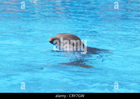Bottlenose Dolphin Tursiops truncatus Stockfoto