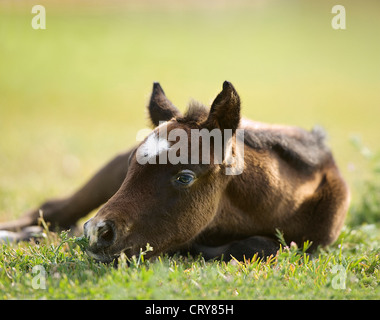 Reinrassigen arabischen Pferdes Equus Ferus caballus Stockfoto