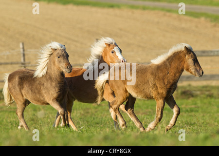 Classic Pony Tree juveniles gallop meadow Stockfoto