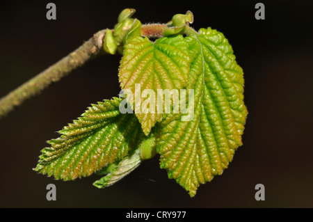 braune Blätter Blatt Corylus Avellana Frühling Knospe Stockfoto