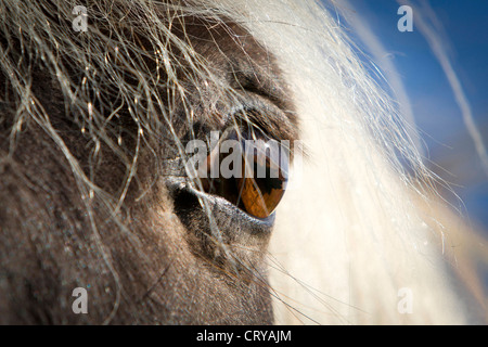 Isländische Pferd Equus Ferus caballus Stockfoto