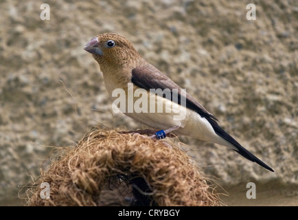 African Silverbill Lonchura Cantans) Stockfoto