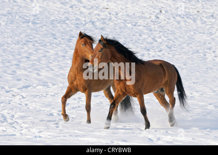 Paso Fino zwei Pferde spielen Schnee Stockfoto