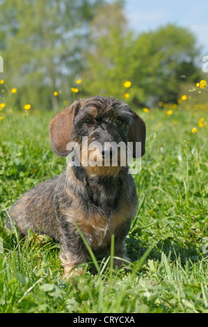 Miniatur Wire-haired Dackel sitzen Wiese Stockfoto