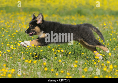 Zwei Monate alten Australian Shepherd Welpen laufen blühenden Wiese Stockfoto