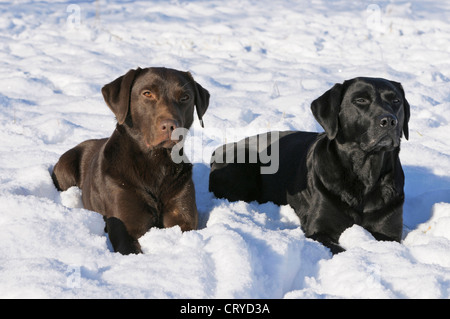 Chocolate Labrador Retriever und schwarze Personen liegend Schnee Stockfoto