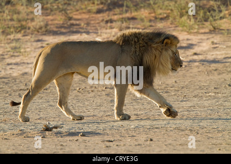 Seitenansicht eines männlichen Kalahari Löwen (Panthera leo) mit großen Mähne zu Fuß Stockfoto