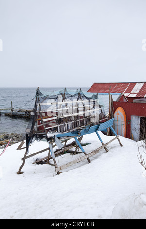 Stockfisch Kabeljau trocknen auf traditionellen Gestellen Hjell am Polarkreis am Ringvassoya in Region Tromsø, Nordnorwegen Stockfoto